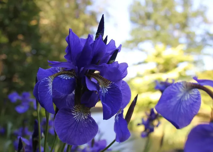 Gutshaus Gottin Han/Misafirhane 2*